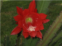 Large bloom, 100 mm